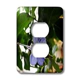 Image of Review Buy US WhiteOak Photography Floral Prints - Africia Butterfly Bush Flower Blue Tropical Flower - Light Switch Covers - 2 plug outlet cover Lower Price US, 3dRose LLC