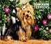 yorkshire_terrier3yorkshire terrier - Yorkshire Terriers 2010 Deluxe Wall Calendar