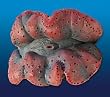 Natures Image No. 103C Maxima Clam Large Lilac 6in x 4in x 3in Trodacma maxima Coral Reproduction