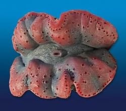 Natures Image No. 103C Maxima Clam Large Lilac 6in x 4in x 3in Trodacma maxima Coral Reproduction