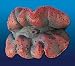 Natures Image No. 103C Maxima Clam Large Lilac 6in x 4in x 3in Trodacma maxima Coral Reproduction