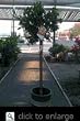 Our Best Dancy Tangerine Premium Tree -- 12 by 12 Inch Container