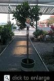 Our Best Dancy Tangerine Premium Five Gallon Tree