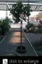 Our Best Dancy Tangerine Premium Five Gallon Tree