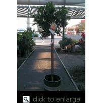 Our Best Dancy Tangerine Premium Five Gallon Tree by Clifton's Nursery