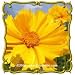 Sand Coreopsis (Coreopsis lanceolata) Jumbo Wildflower Seed Packet (1000)
