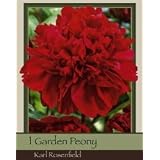 Garden Peony Karl Rosenfield