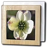 Dogwood Bloom Oil Painting - 6 Inch Tile Napkin Holder