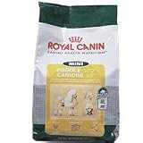 Rc Mini Poodle 10 Lb