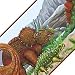 Dinosaurs Jurassic Park - Jurrasic Wall Paper Border