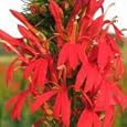 Cardinal Flower (Lobelia cardinalis) - Jumbo Wildflower Seed Packet