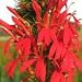 Cardinal Flower (Lobelia cardinalis) - Jumbo Wildflower Seed Packet