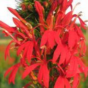 Cardinal Flower (Lobelia cardinalis) - Jumbo Wildflower Seed Packet