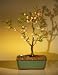 Bonsai Boy's Japanese Flowering Cherry Bonsai Tree<br><i>(prunus serrulata)</i>