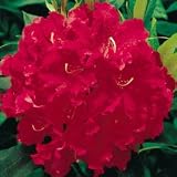 Rhododendron - Rhododendron Jean Marie de Montague - Gallon