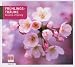 Dreams of Spring / Various [CD]