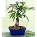 2CHIXGIFTS 5-BRAIDED MONEY TREE