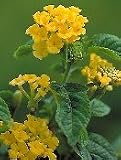 Dwarf Yellow Lantana Plant One Gallon