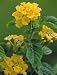 Dwarf Yellow Lantana Plant One Gallon