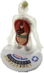 Classroom Interactive 3-D Human Body for Kids