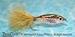 Rainbow Janssen's Minnow