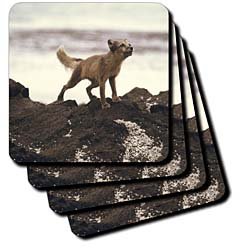 Young Artic Wolf - Set Of 8 Coasters - Soft