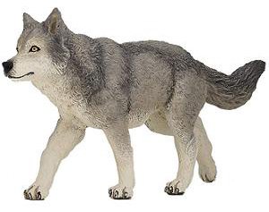 Grey Wolf