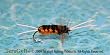 Bitch Creek Stonefly