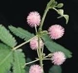 Mimosa - Pudica - 100 Seeds