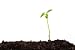 Seedling Plant - 60