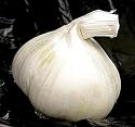 3 Silver Rose Garlic Bulbs - Immediate Shipping