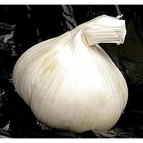 3 Silver Rose Garlic Bulbs - Immediate Shipping