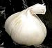3 Silver Rose Garlic Bulbs - Immediate Shipping