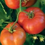 Organic Early Red Chief Tomato Plant - ORDER NOW ! - B001LVIXQA