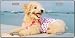 Poodle Dog Pet Novelty License Plates Full Color Photography License Plates Plate Plates Tag Tags au