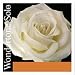 Pirastro Wondertone Solo Vioiln String (E String, 27 Ga. Loop End 4/4 Size)