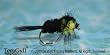 Light Green Montana Stonefly