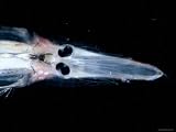 Spookfish, Deepsea Species Occurring in the Twilight Zone, off Cape Verde Iles, Atlantic Photographic Poster Print by David Shale, 12x9