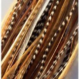 8" -12" in Length Beautiful Natural Beige & Brown Feathers for Hair Extension with Mixes of Browns & Beiges Feathers with Salon Quality 5 Feathers