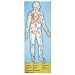 Human Body Floor Puzzle by Melissa & Doug