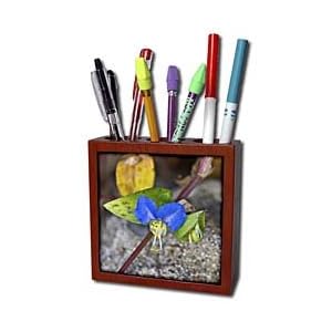 Lee Hiller Photography Hot Springs National Park Wildflowers - Asiatic Dayflower Wildflower on West Mountain - Tile Pen Holders-5 inch tile pen holder