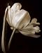 Champagne Tulip I - Artist: Charles Britt - Art Print Poster - With a Black Wood Frame - Image Size: 8.00 by 10.00 inches Art Print Poster - With a Black Wood Frame Image