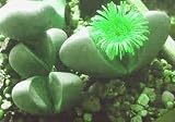 Mimicry Stone Cactus - Pleiospilos species - Rare/Easy