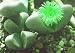 Mimicry Stone Cactus - Pleiospilos species - Rare/Easy
