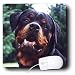 rottweiler14  - Dogs Rottweiler Rottweiler Portrait Mouse Pads