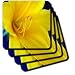 A Beautiful, Bright Yellow Flower Up Close With a Blue and Mint Background and Delicate Center - Set Of 8 Ceramic Tile Coasters