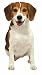   - Beagle Die Cut Photographic Magnet