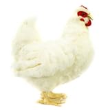 White Hen Plush Soft Toy
