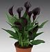 1 Calla Lily Odessa bulb