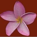PLUMERIA or FRANGIPANI - 4 Seeds - Pink